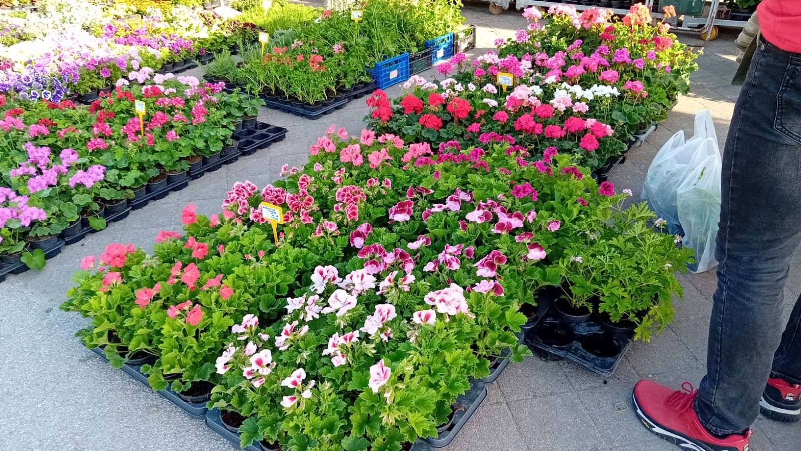 Sajam cvijeća Nedelišće 2025 (1)