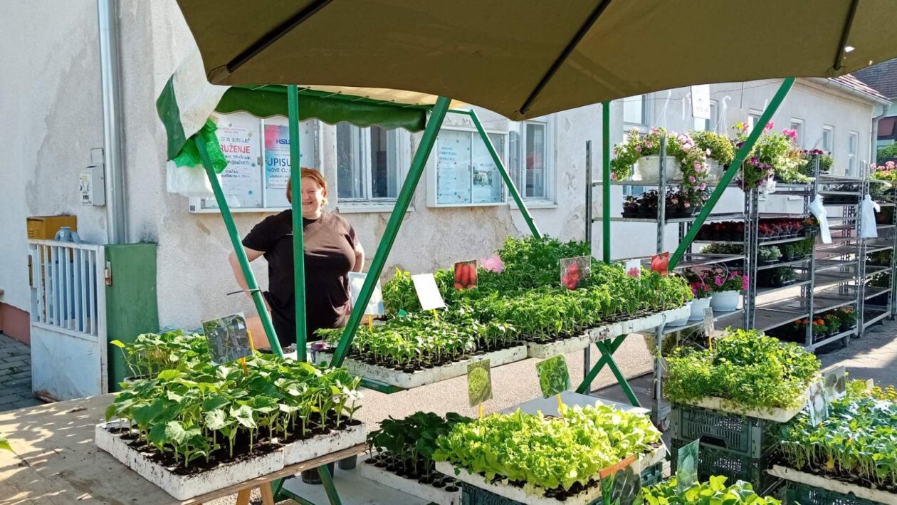 Sajam cvijeća Nedelišće 2025 (10) Sajam cvijeća Nedelišće 2025 (10)