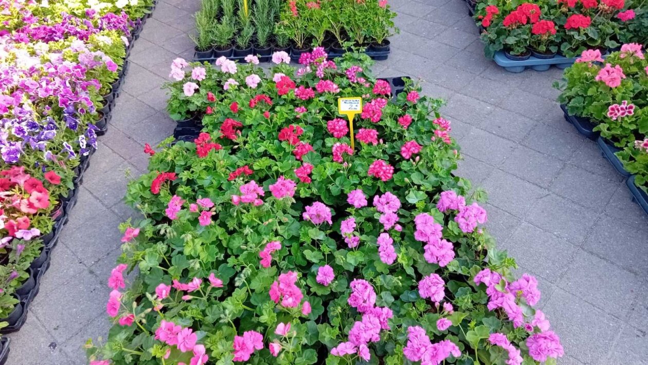 Sajam cvijeća Nedelišće 2025 (2) Sajam cvijeća Nedelišće 2025 (2)