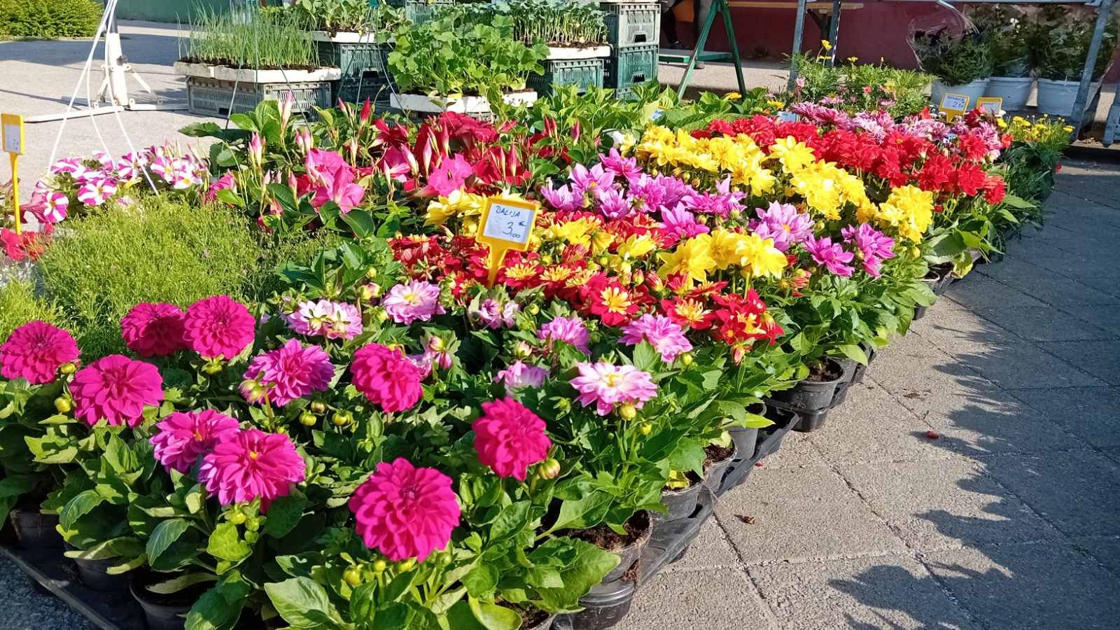 Sajam cvijeća Nedelišće 2025 (3)