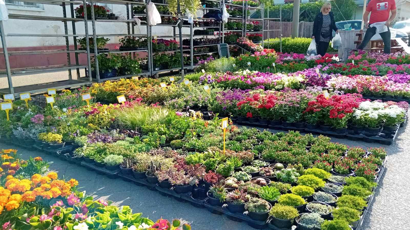 Sajam cvijeća Nedelišće 2025 (4)