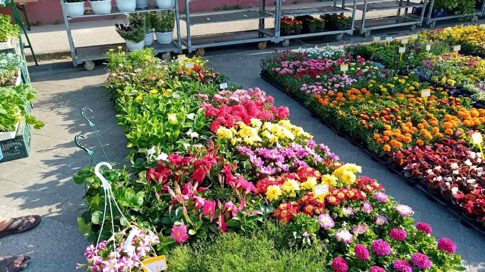 Sajam cvijeća Nedelišće 2025 (5)