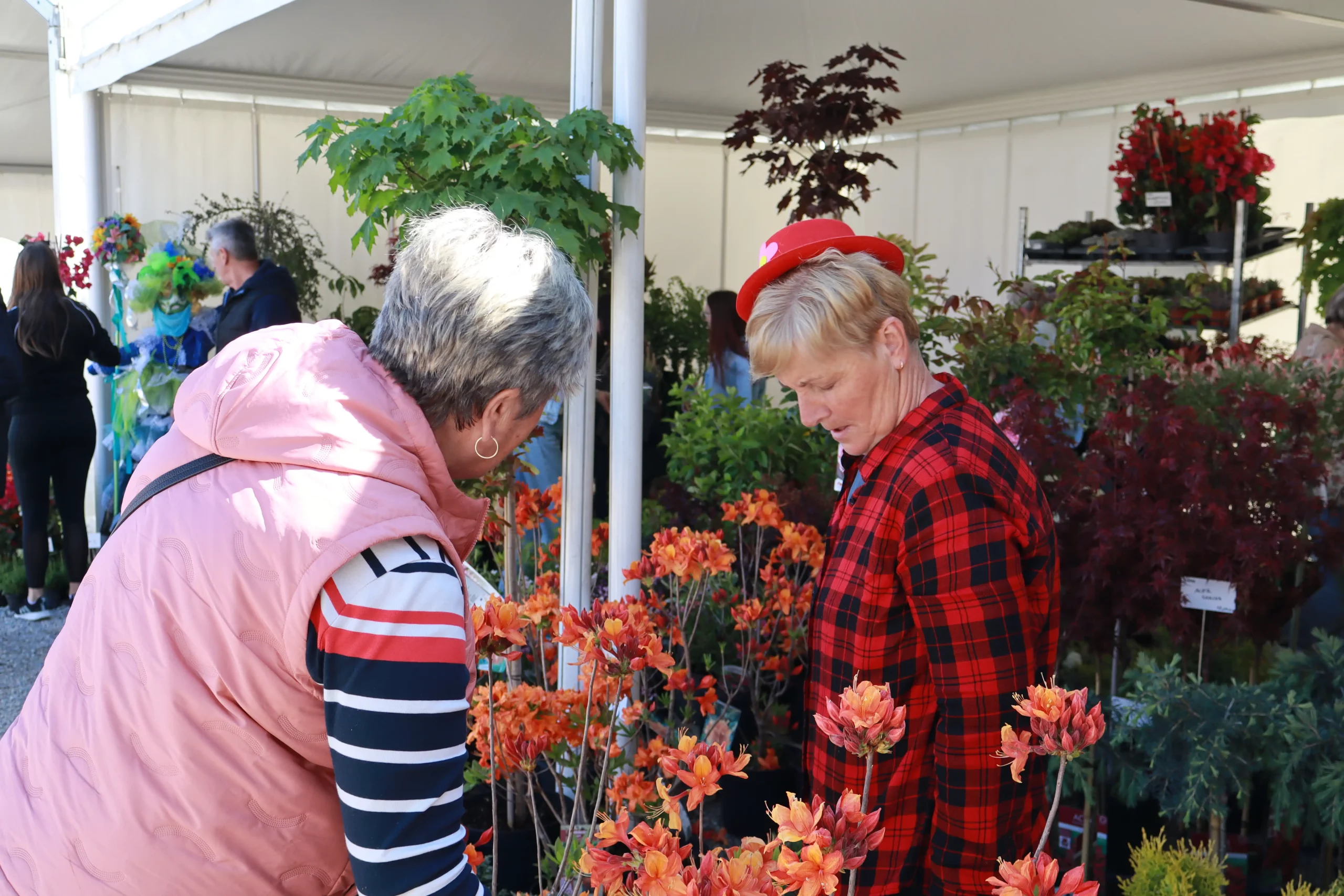 Sajam cvijeća Prelog, 2024 (31) Sajam cvijeća Prelog, 2024 (31)