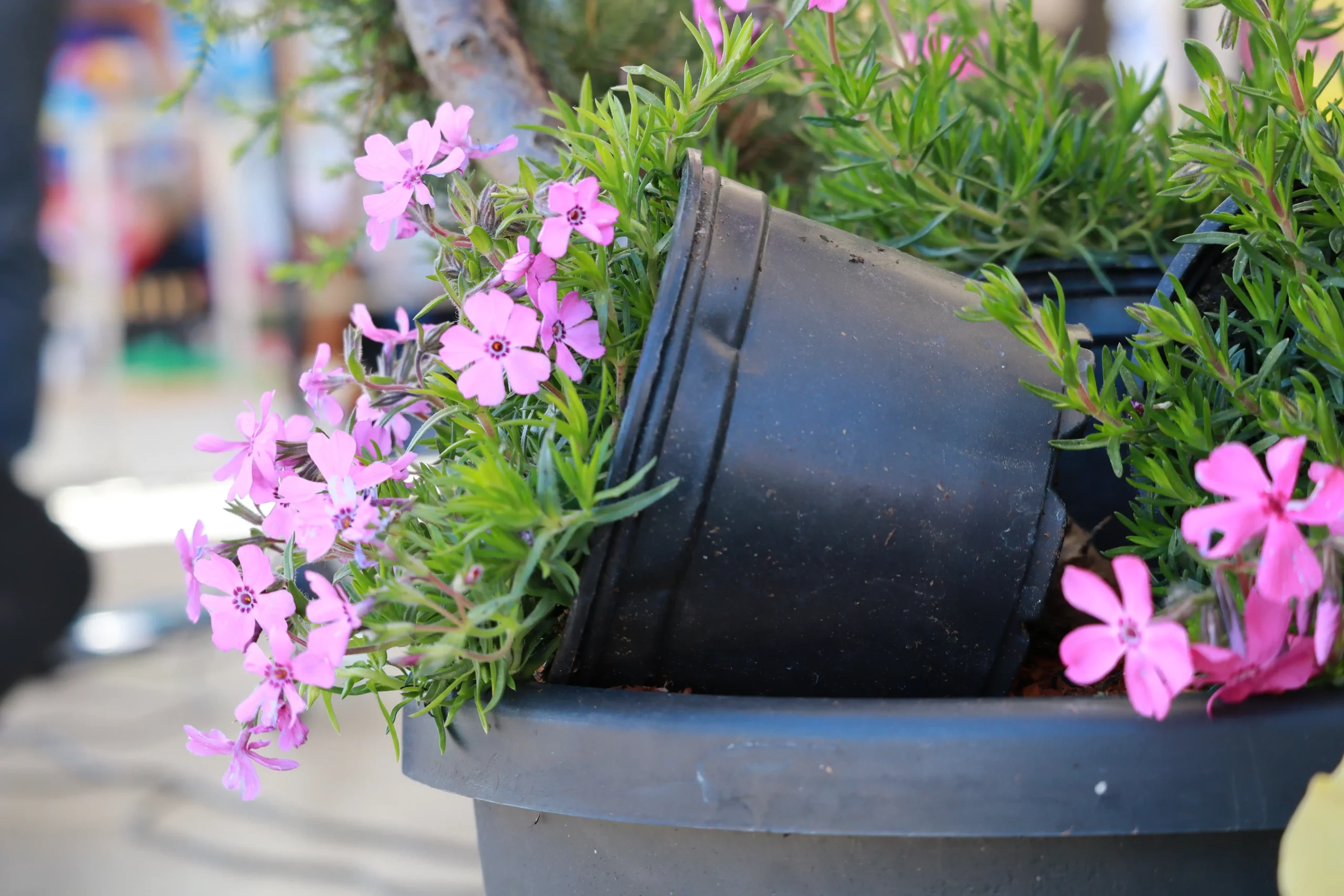 Sajam cvijeća Prelog, 2024 (46) Sajam cvijeća Prelog, 2024 (46)