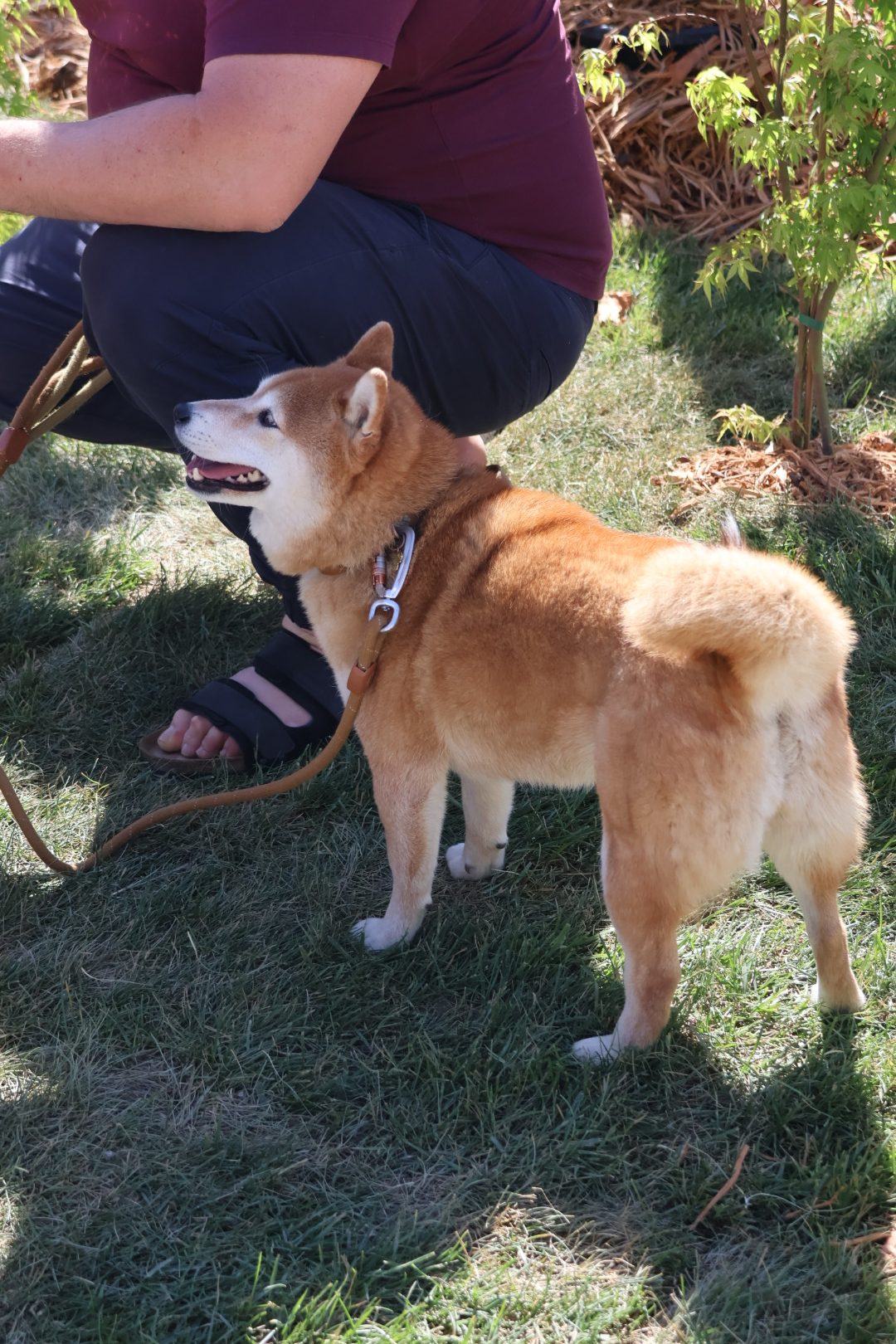 Sajam cvijeća Prelog 2026 (12)