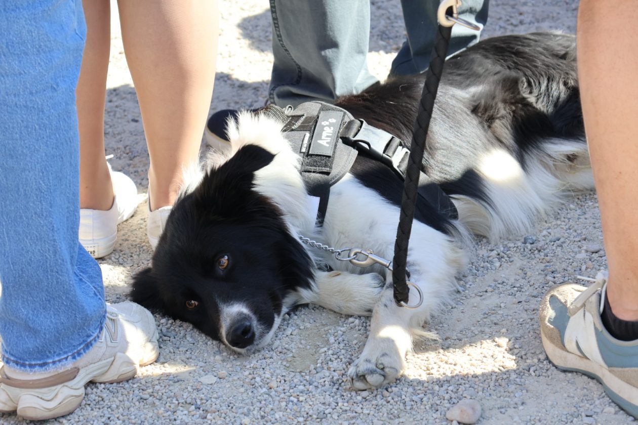 Sajam cvijeća Prelog 2026 (31)