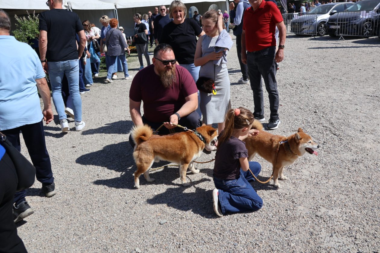 Sajam cvijeća Prelog 2026 (79)