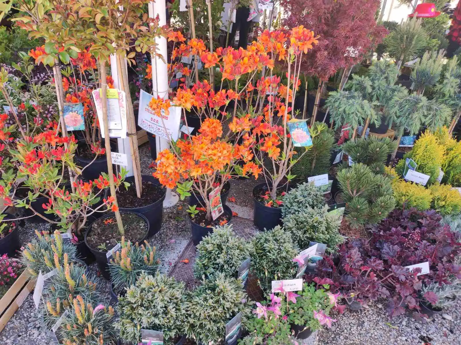 Sajam cvijeća, prelog,2024 (2) Sajam cvijeća, prelog,2024 (2)