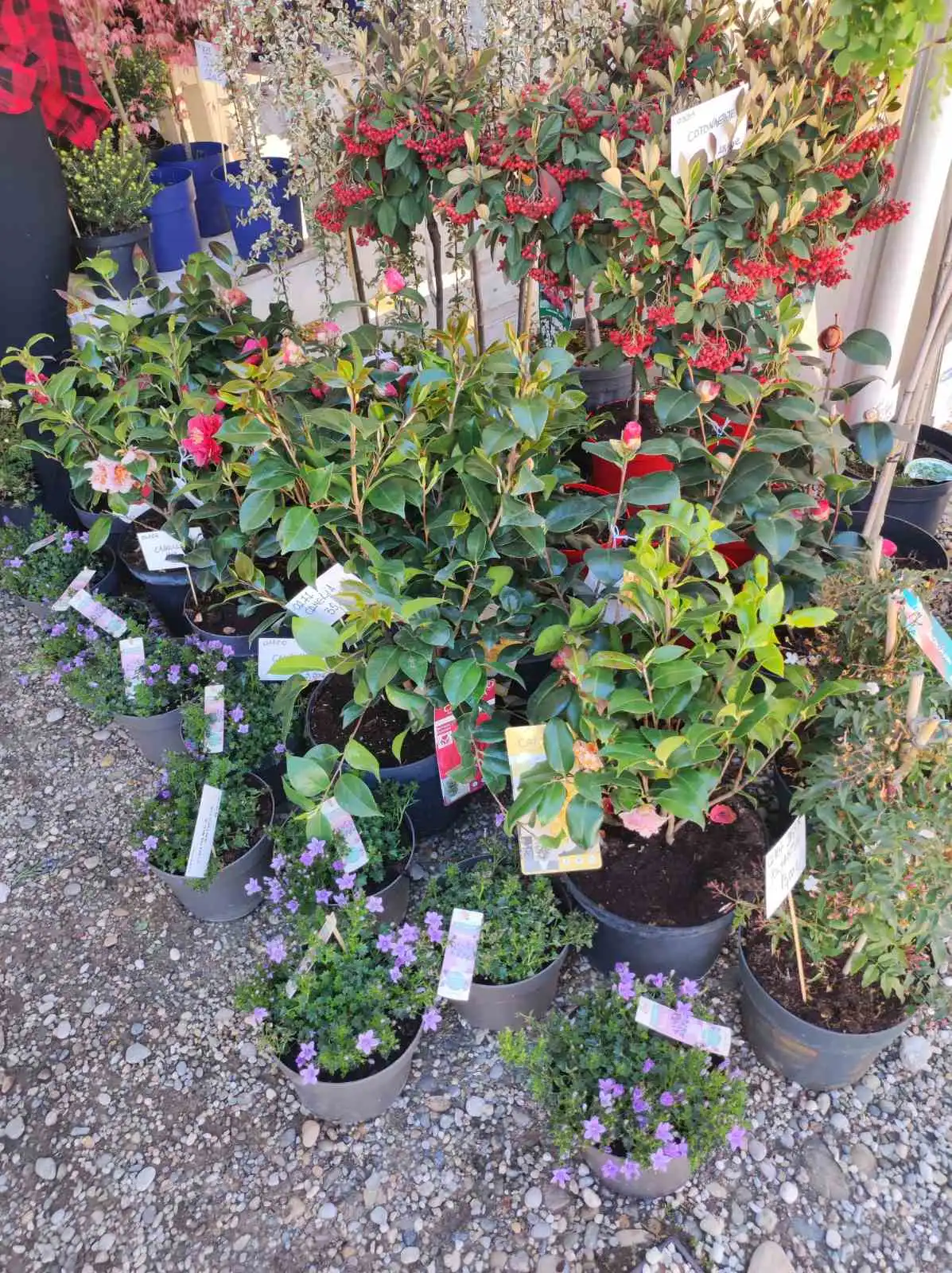 Sajam cvijeća, prelog,2024 (3) Sajam cvijeća, prelog,2024 (3)