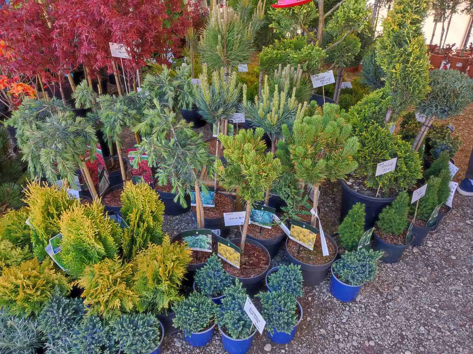 Sajam cvijeća, prelog,2024 (7) Sajam cvijeća, prelog,2024 (7)