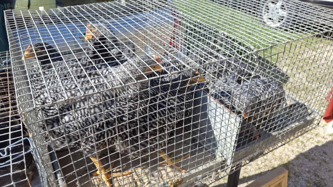 Sajam, kokoši Sajam, kokoši