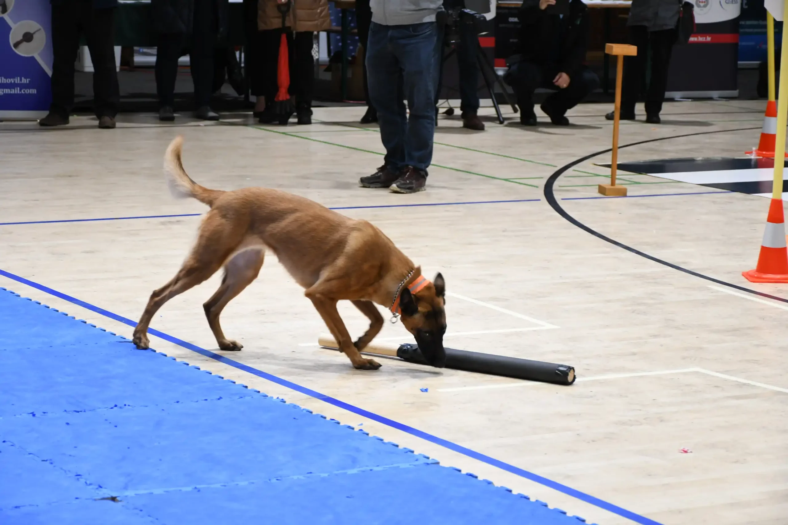 Sajam policije u Čakovcu (104) policijski pas Sajam policije u Čakovcu (104) policijski pas