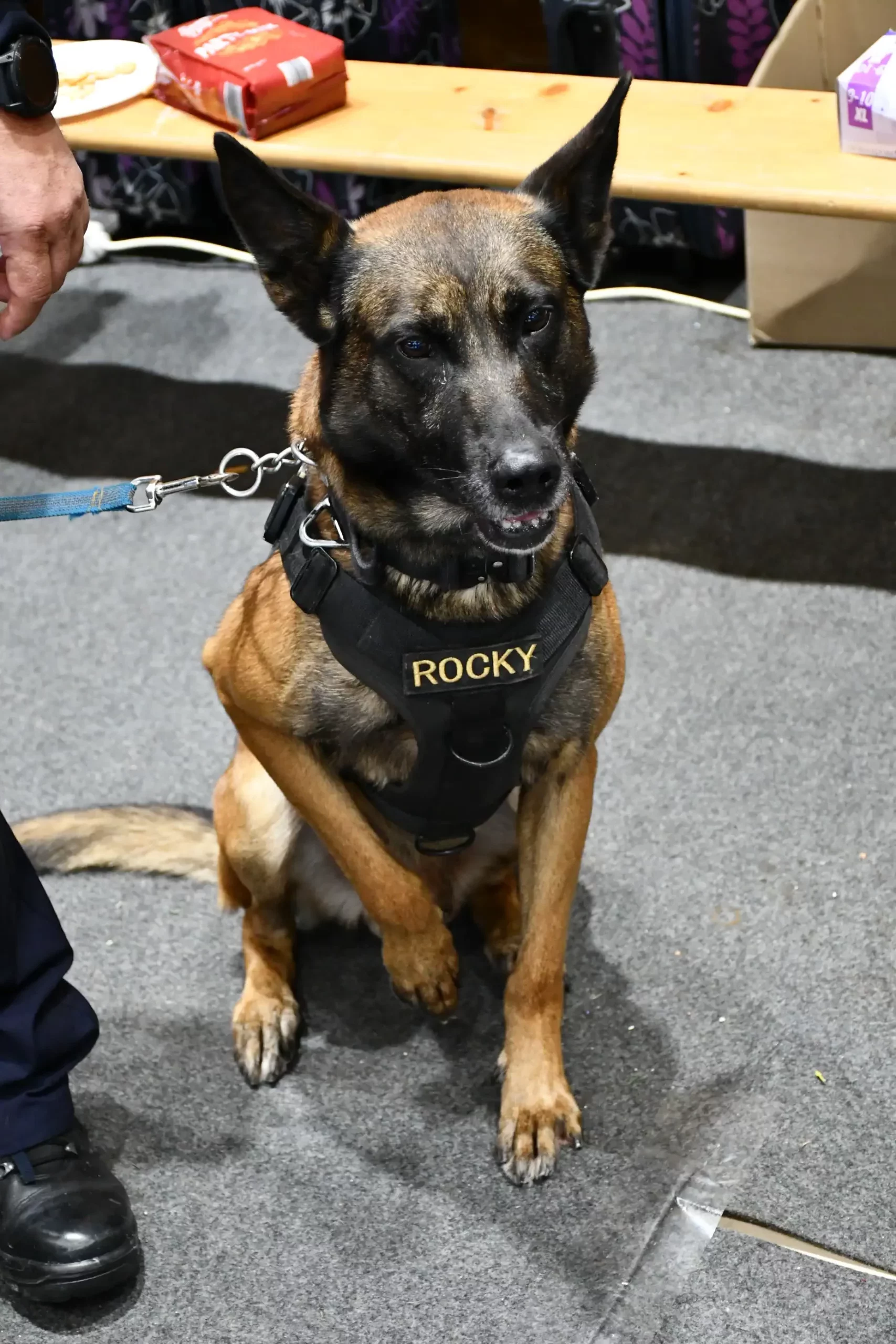 Sajam policije u Čakovcu (64) policijski pas Sajam policije u Čakovcu (64) policijski pas