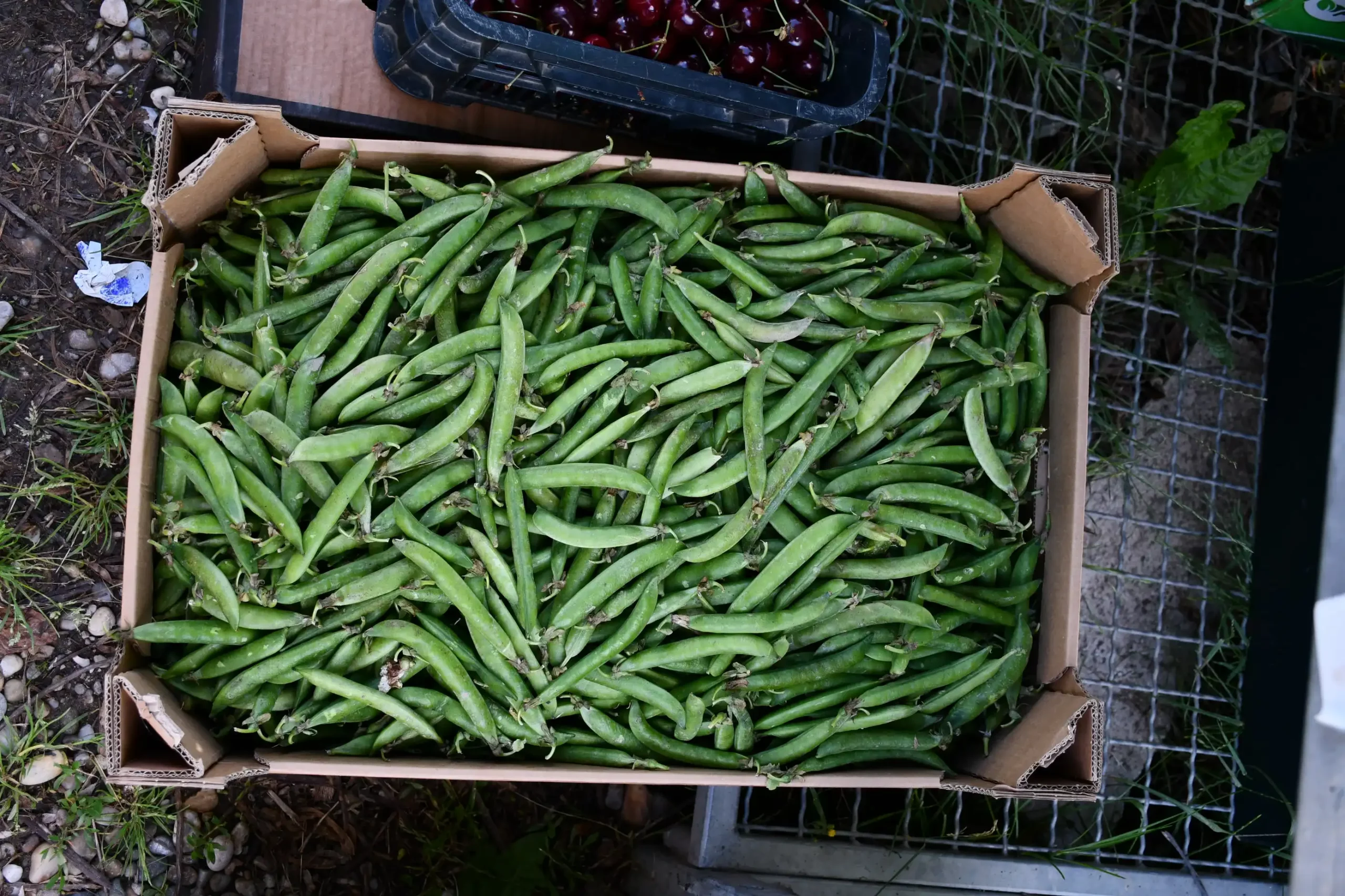 Sajam sriejdom u Čakovcu (17)