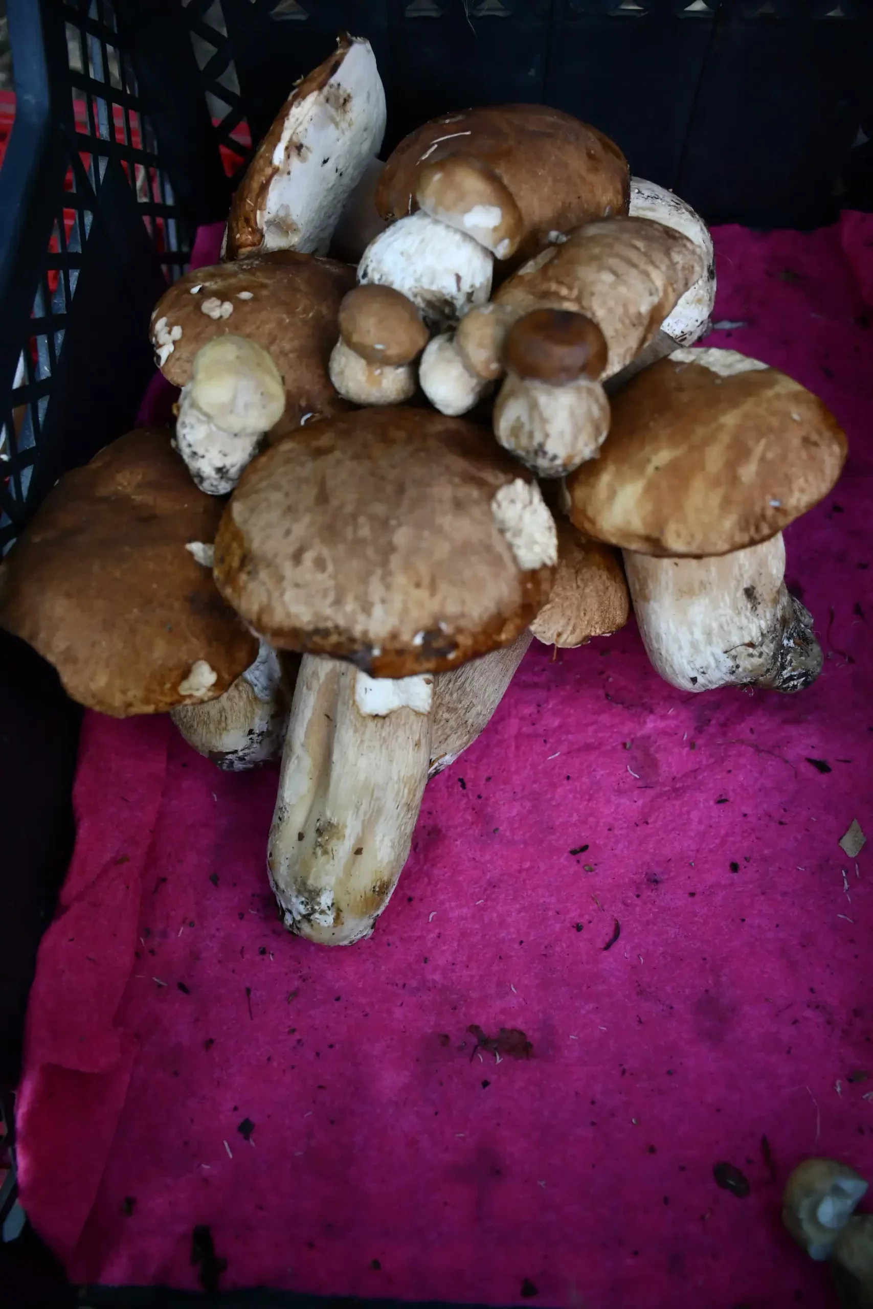 Sajam sriejdom u Čakovcu (33)