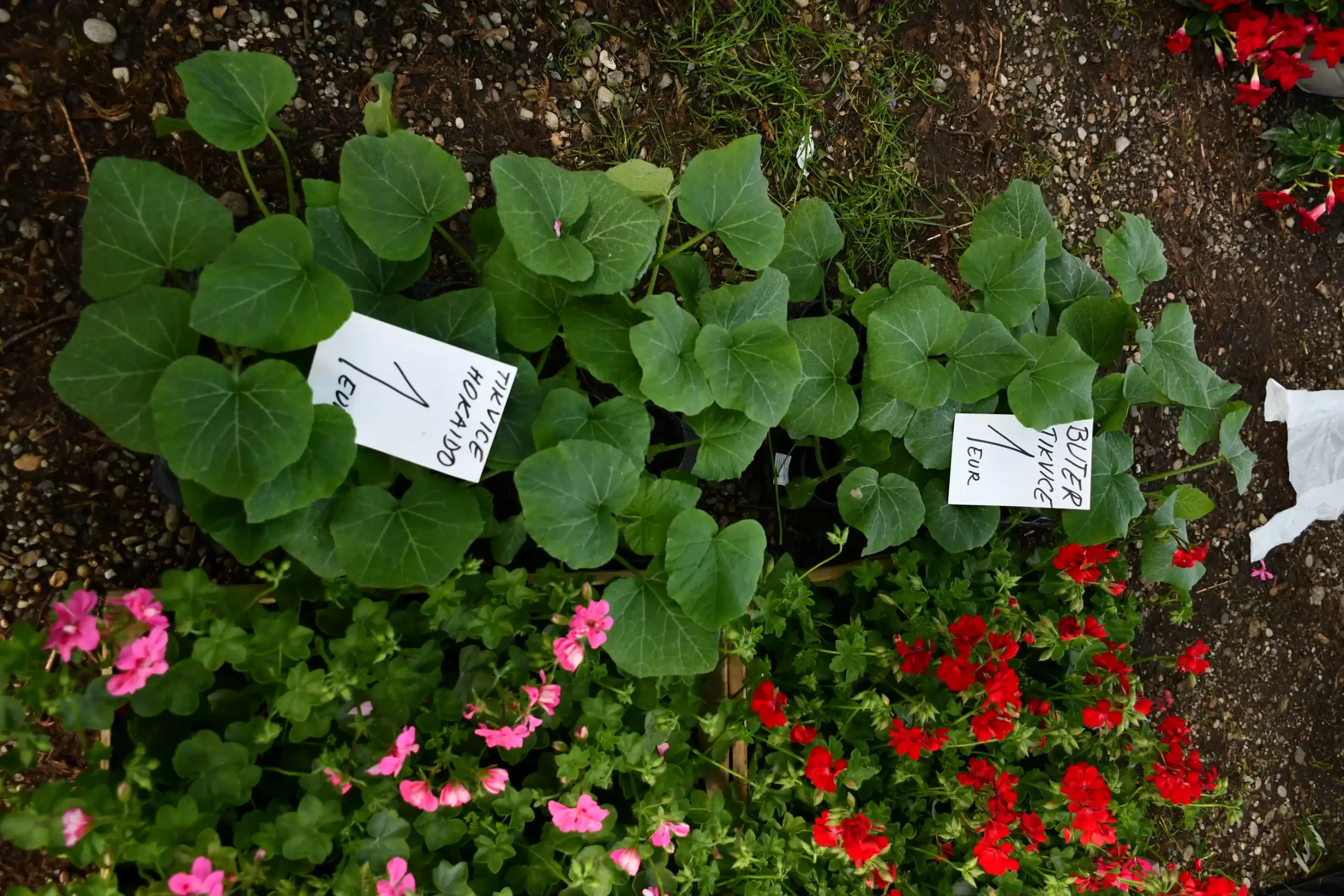 Sajam sriejdom u Čakovcu (41)