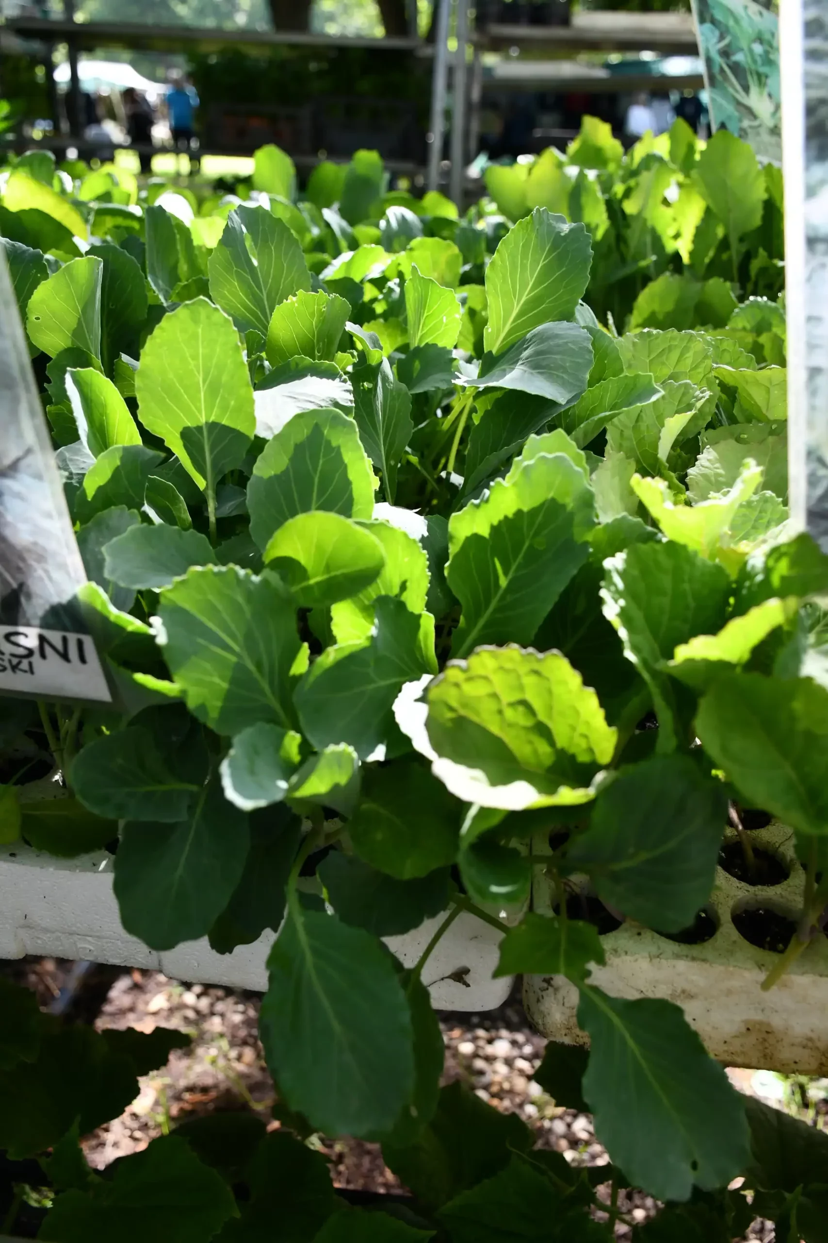 Sajam sriejdom u Čakovcu (54)