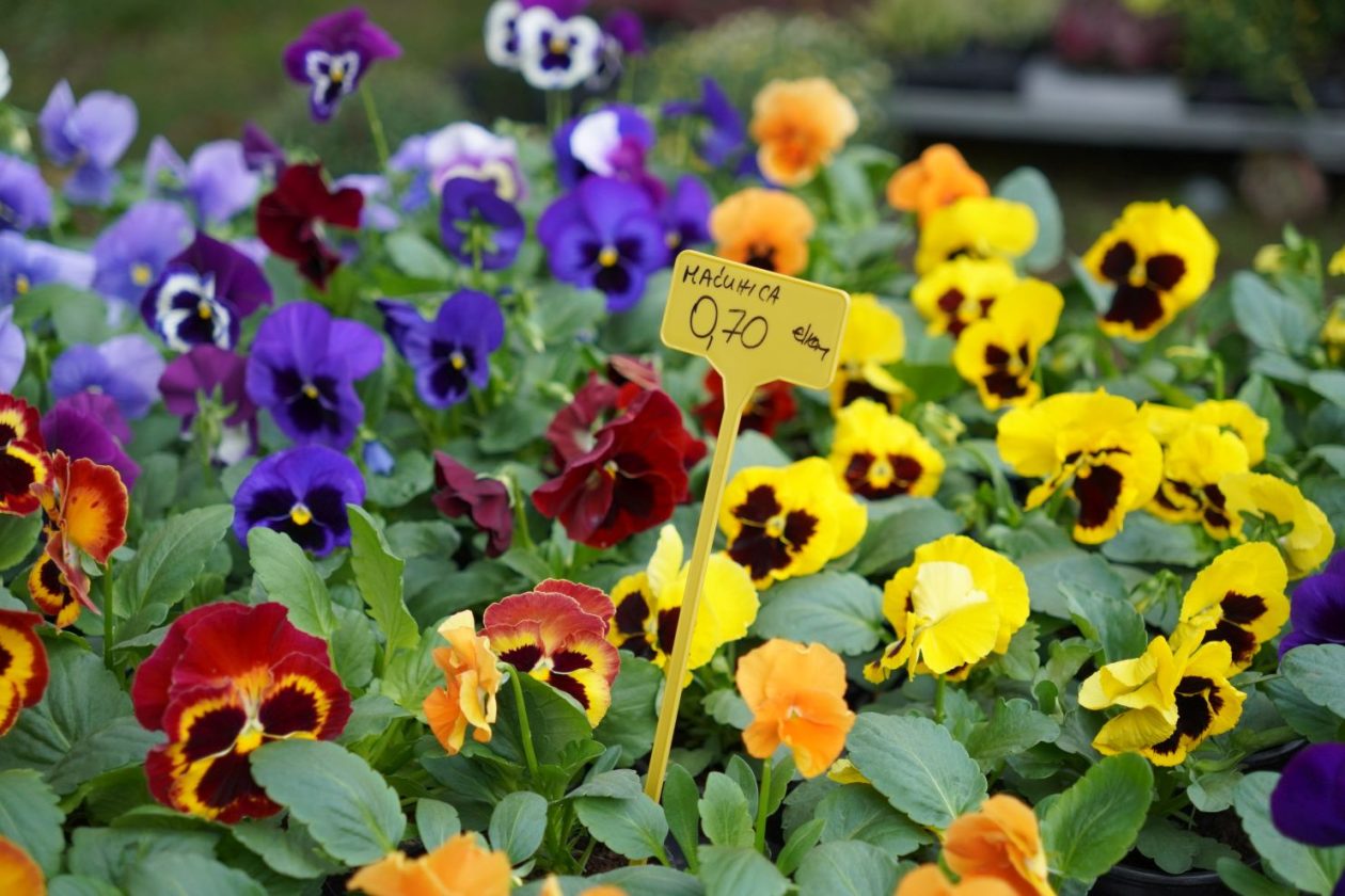 Sajam srijedom 1.10.2025 (13)