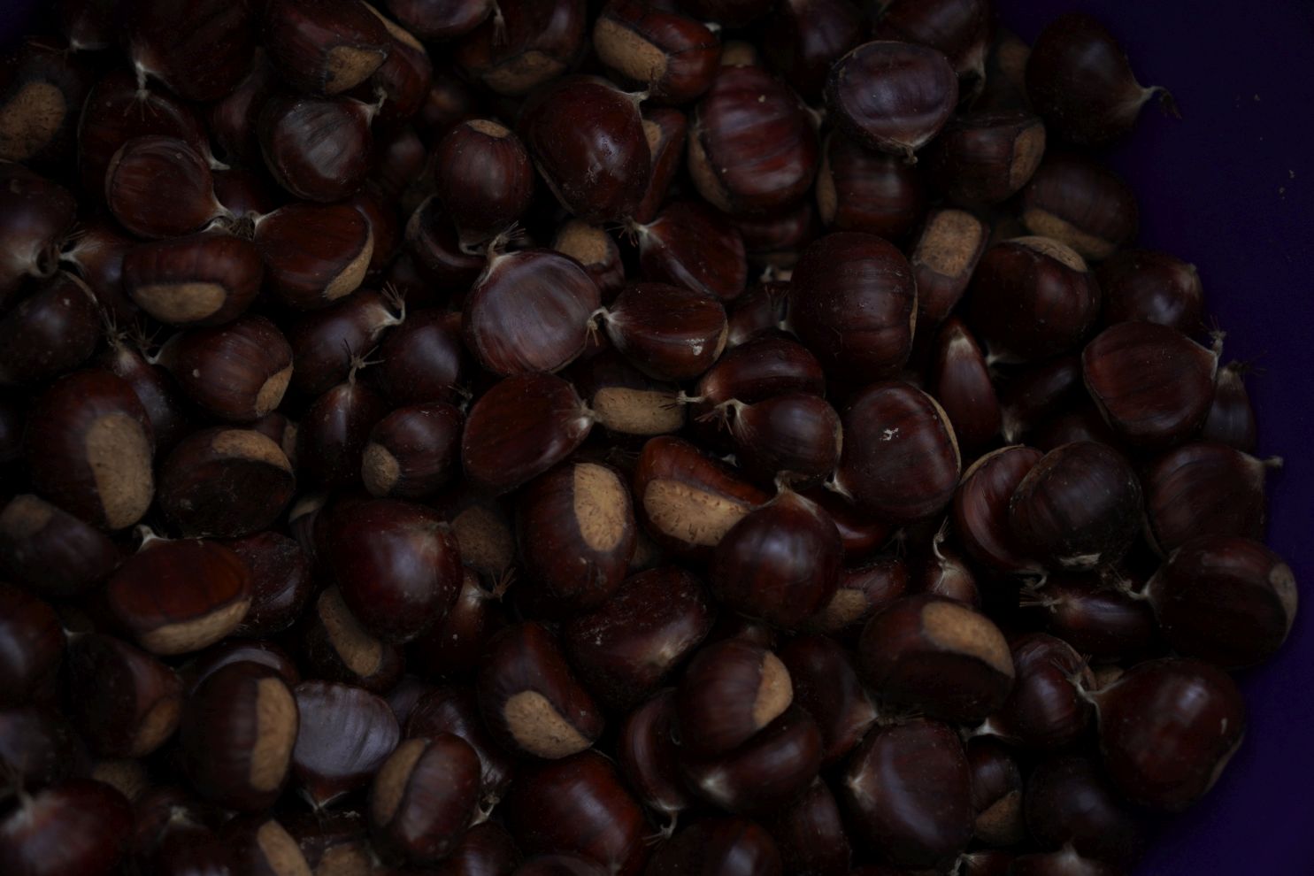 Sajam srijedom 1.10.2025 (17)