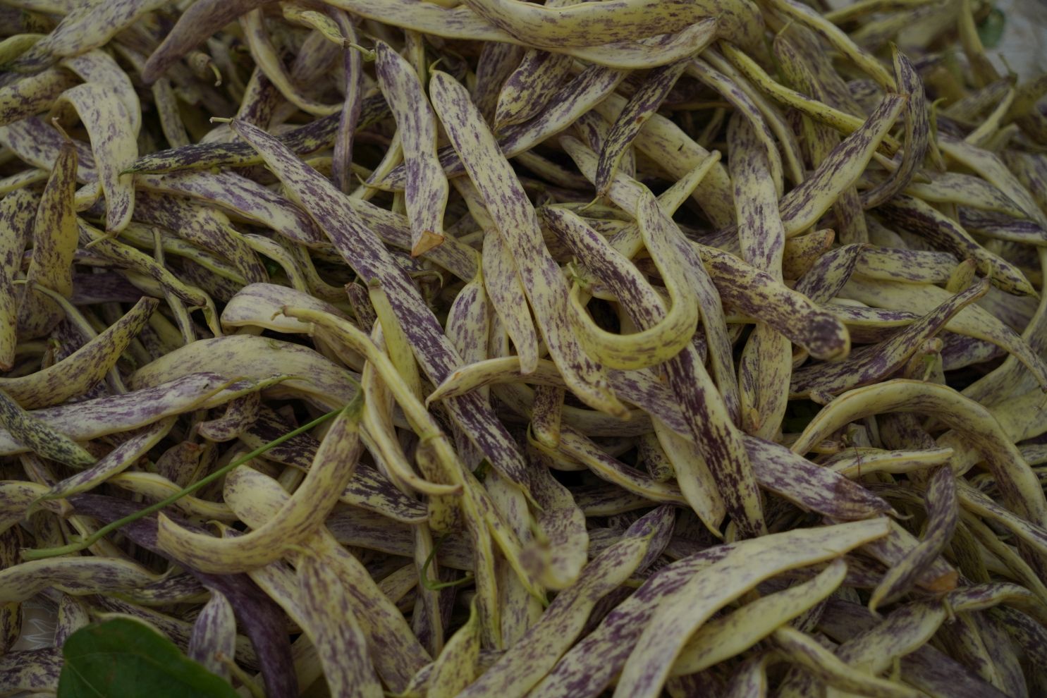 Sajam srijedom 1.10.2025 (21)