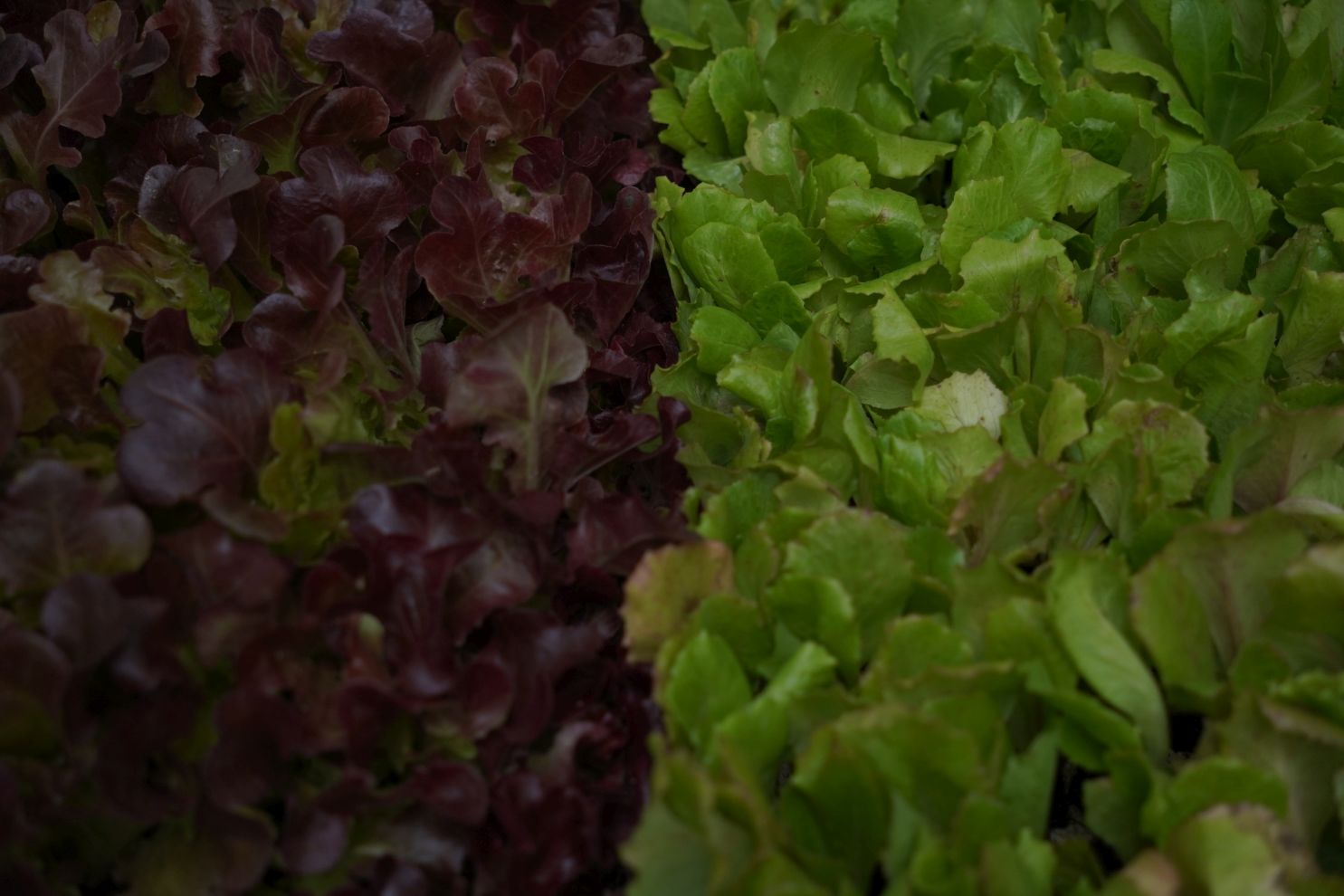 Sajam srijedom 1.10.2025 (30)