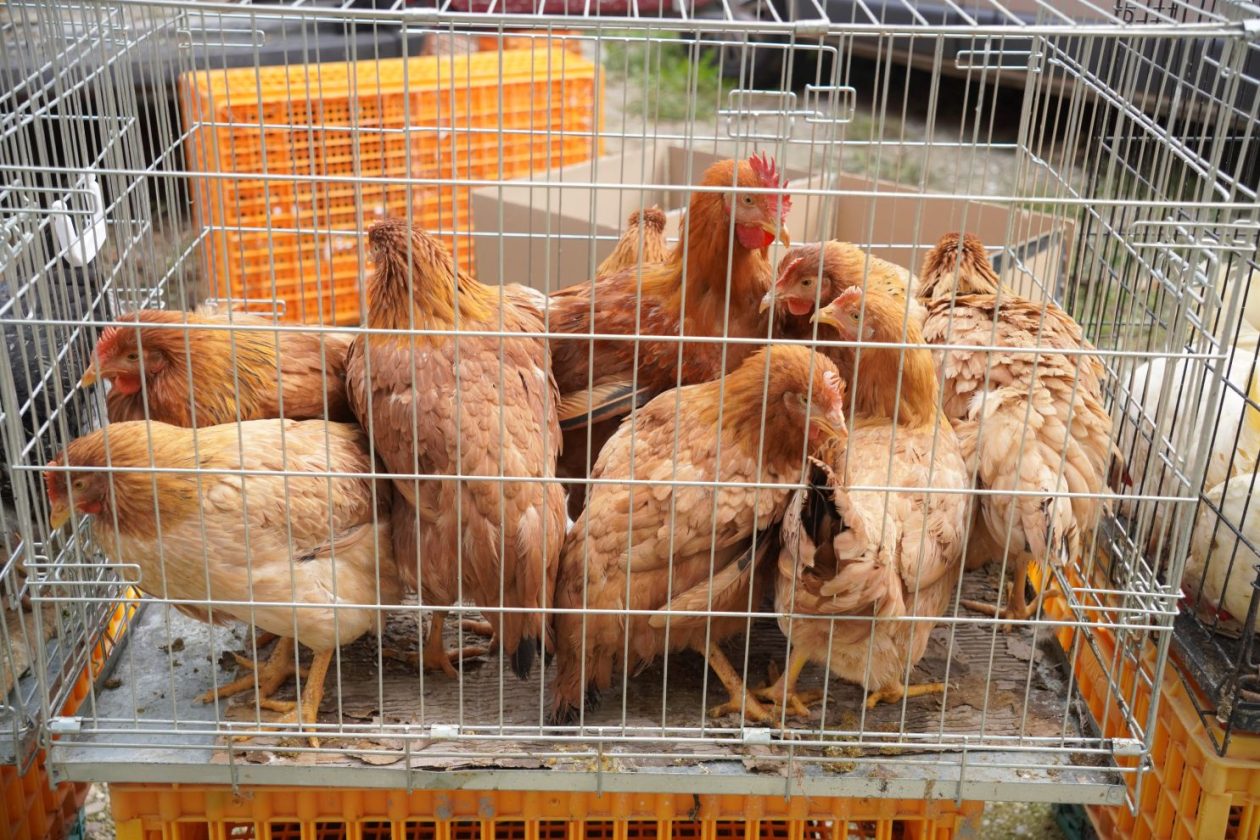 Sajam srijedom 1.10.2025 (60)