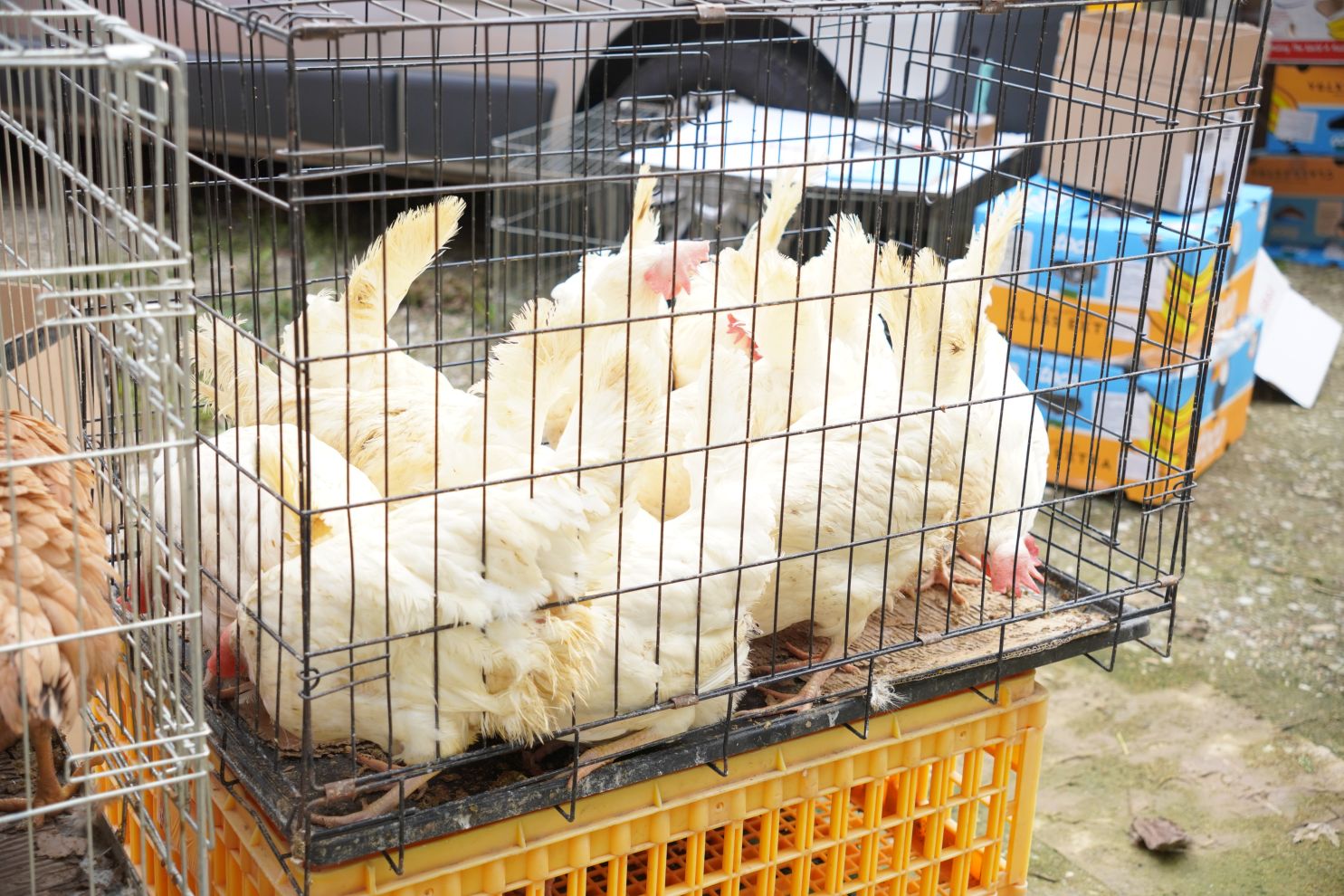 Sajam srijedom 1.10.2025 (61)