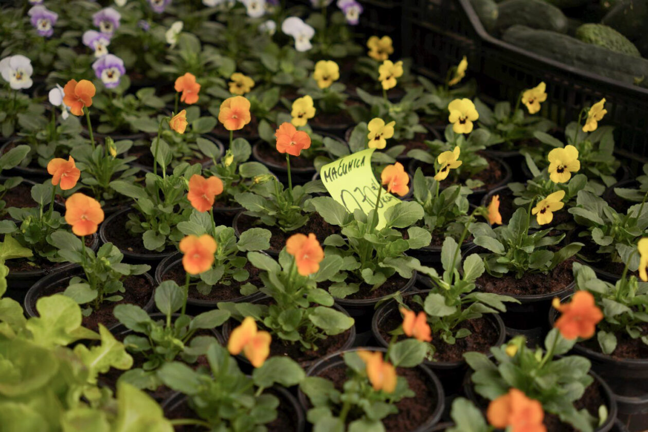 Sajam srijedom 10. 9. 2025 (15)