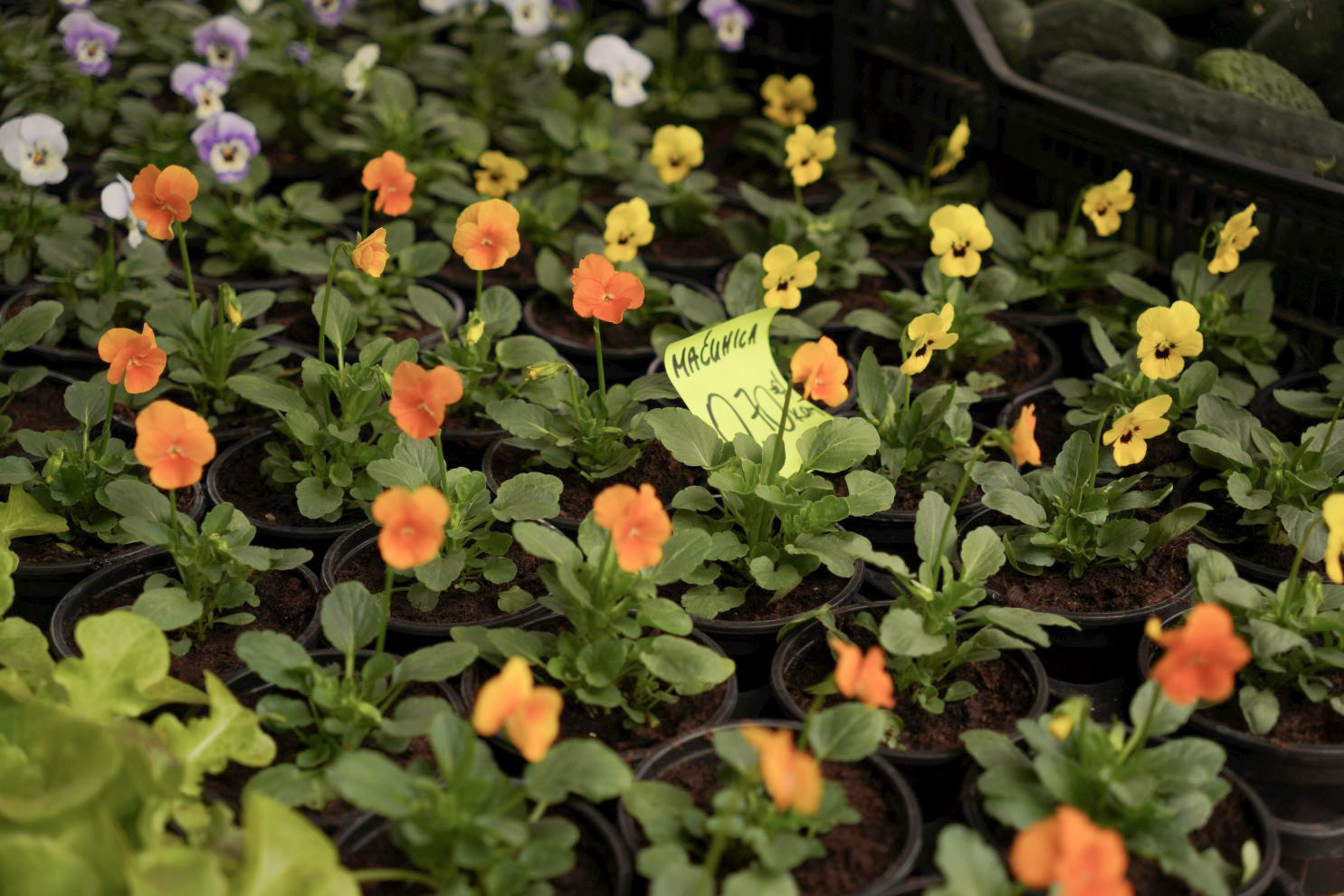 Sajam srijedom 10. 9. 2025 (15)