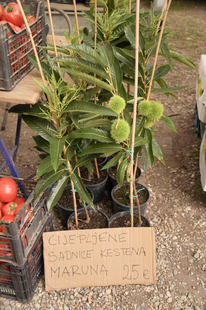 Sajam srijedom 10. 9. 2025 (16)