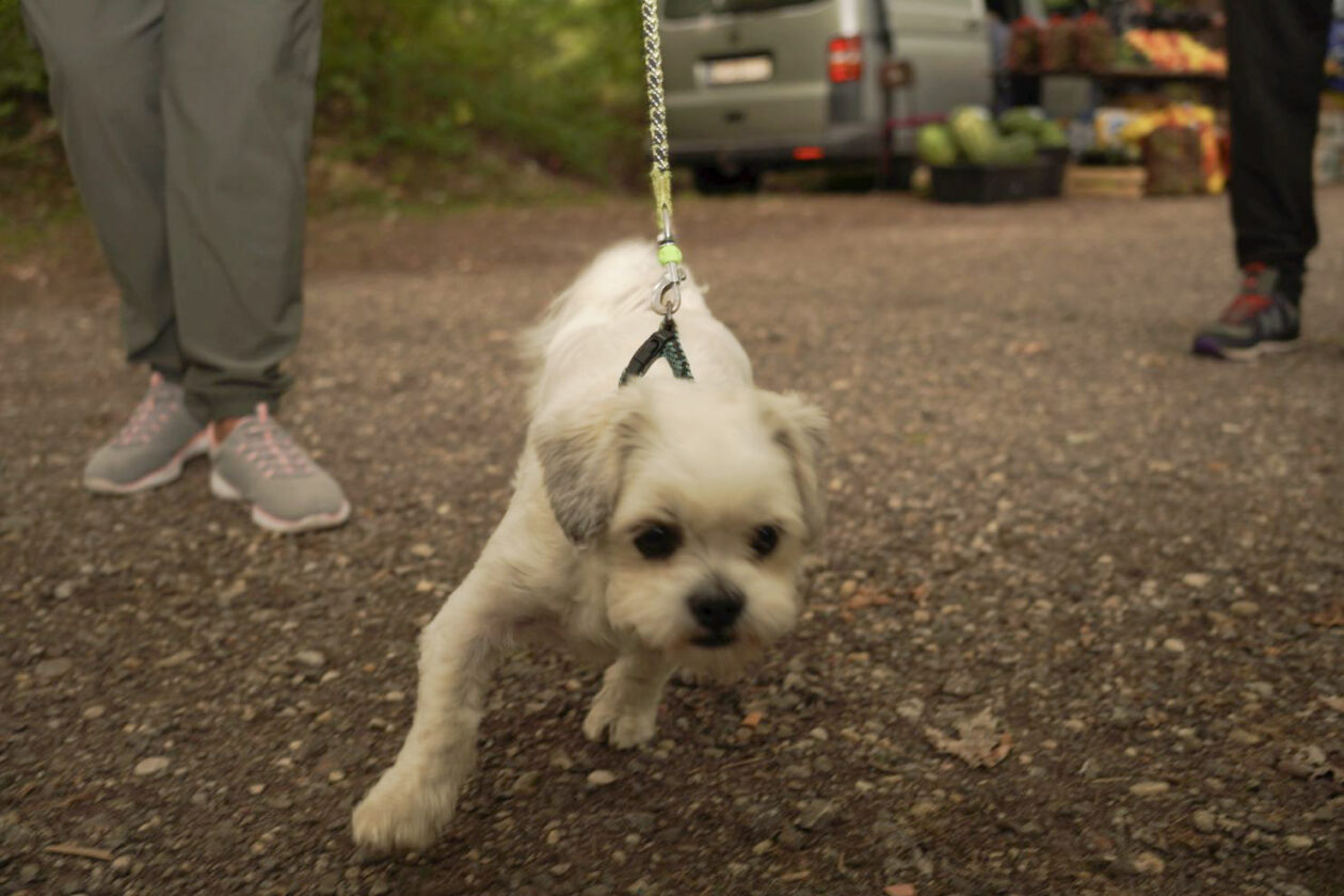 Sajam srijedom 10. 9. 2025 (34)