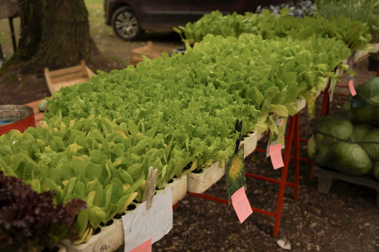 Sajam srijedom 10. 9. 2025 (48)