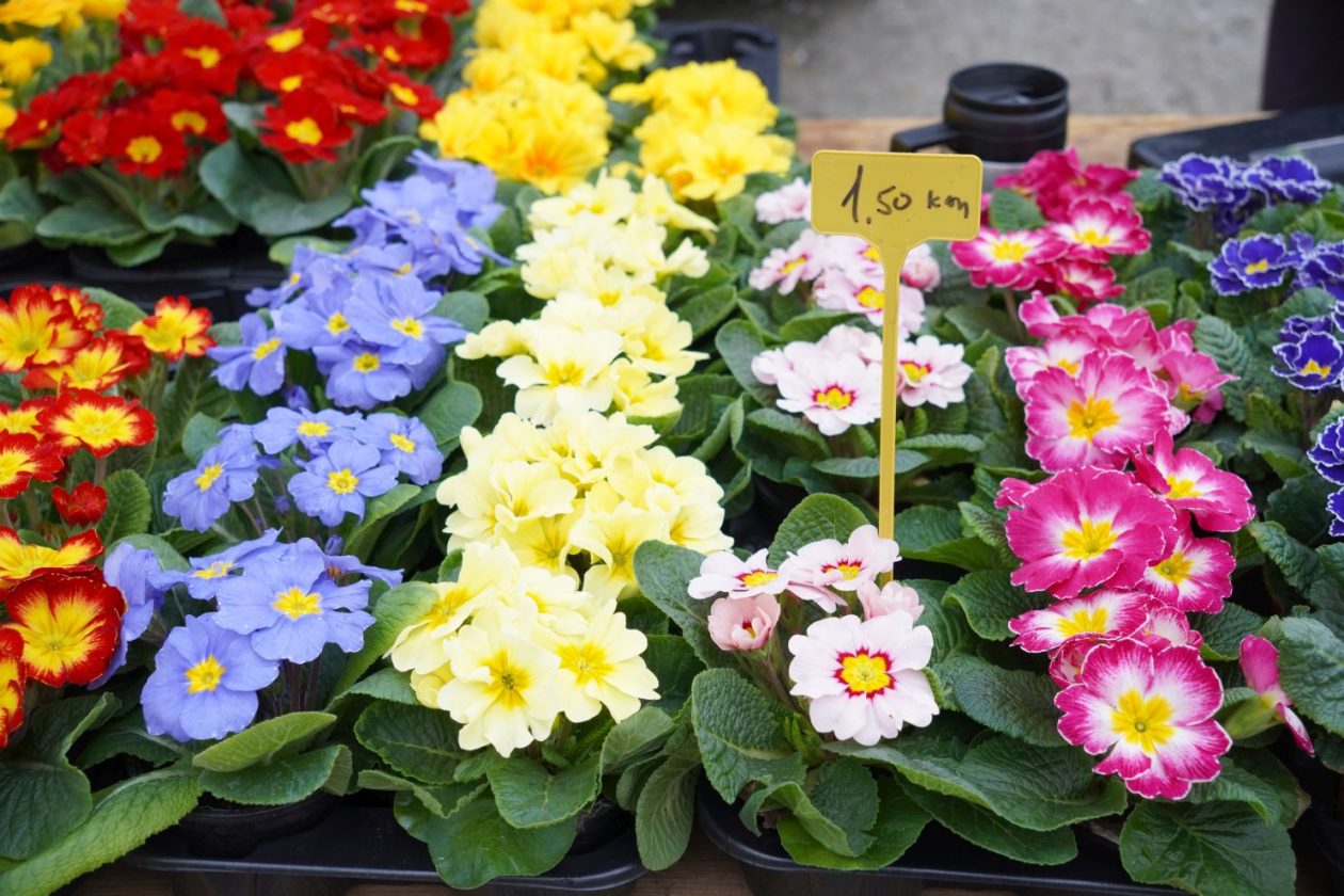 Sajam srijedom 11.2.2026 (10)