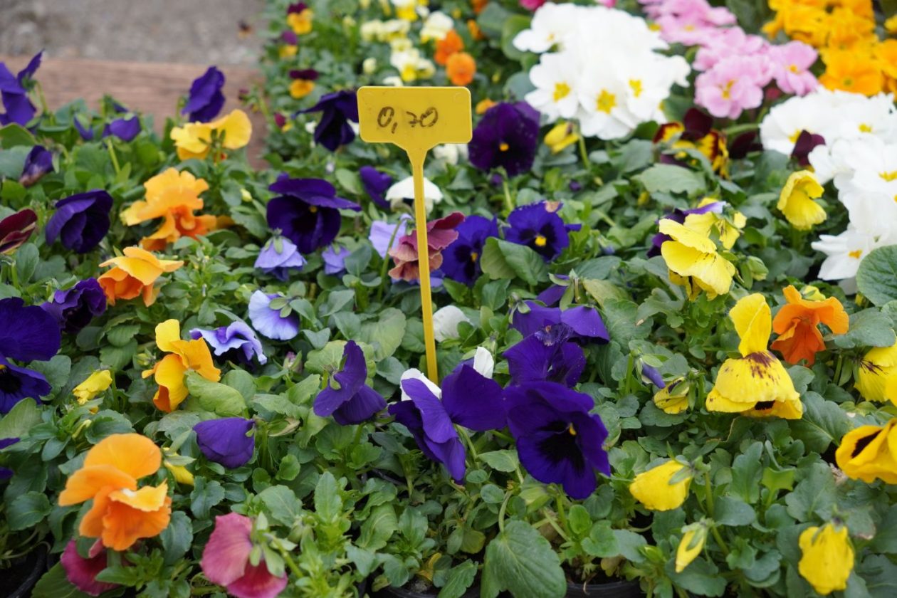 Sajam srijedom 11.2.2026 (11)