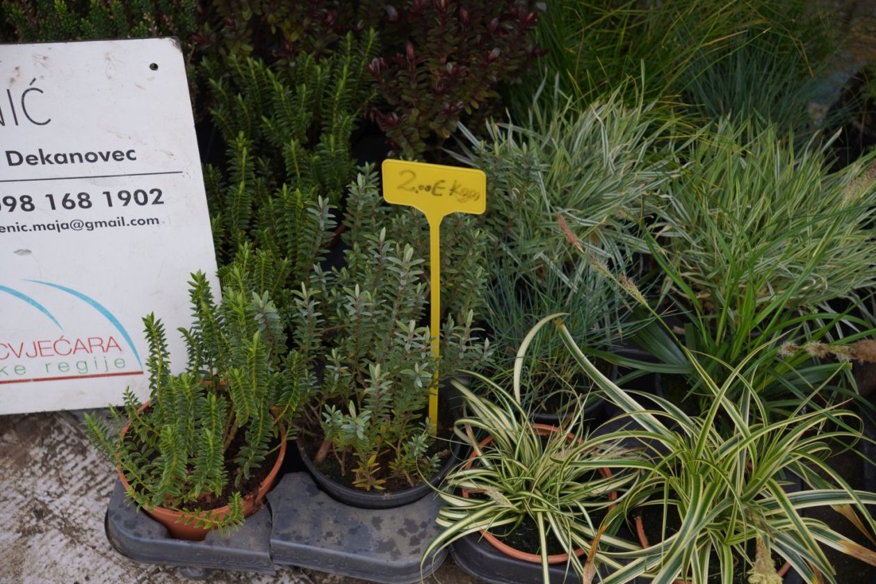 Sajam srijedom 11.2.2026 (12)