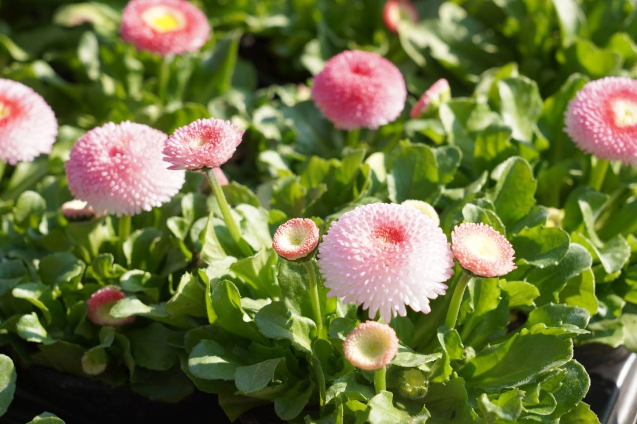 Sajam srijedom 11.3.2026 (12)