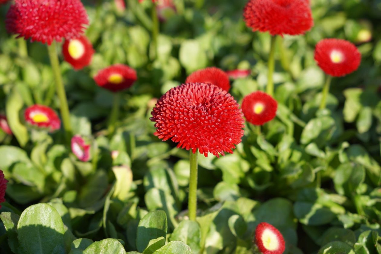 Sajam srijedom 11.3.2026 (13)