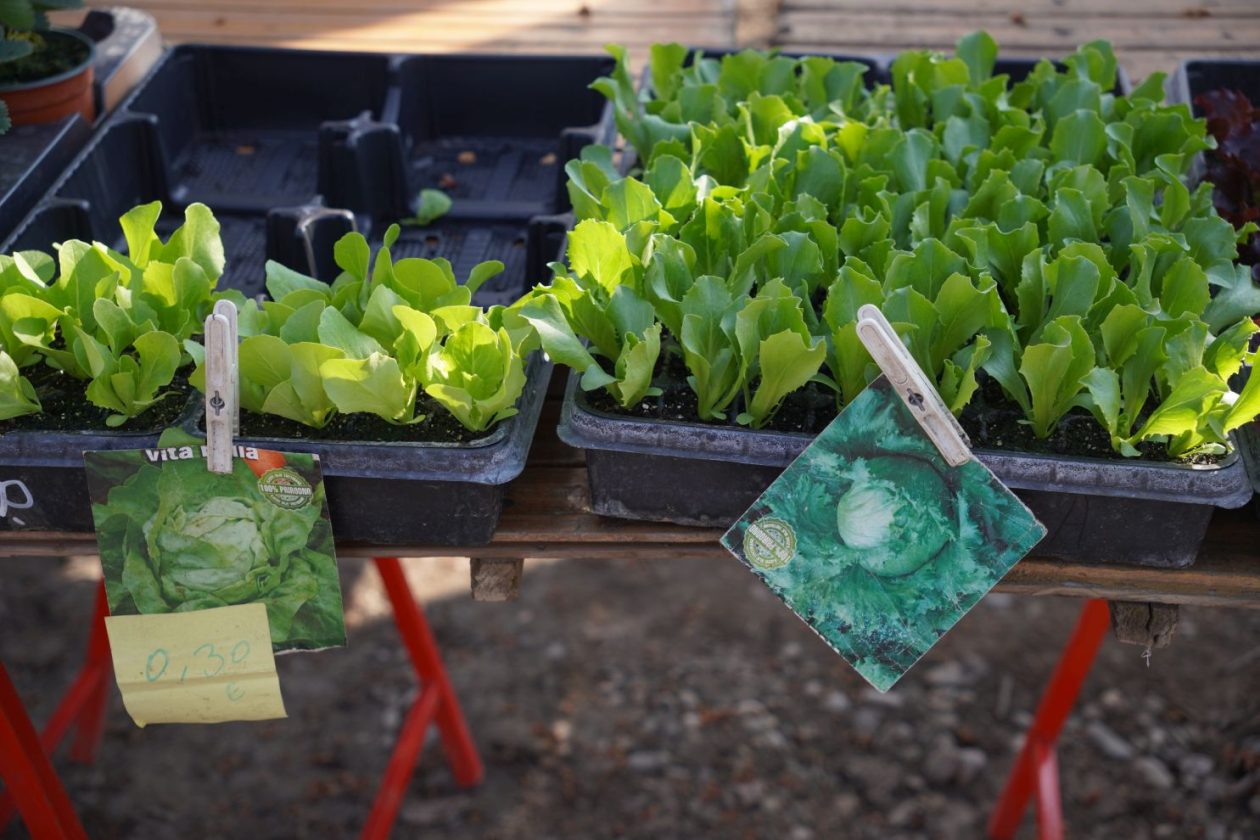 Sajam srijedom 11.3.2026 (34)