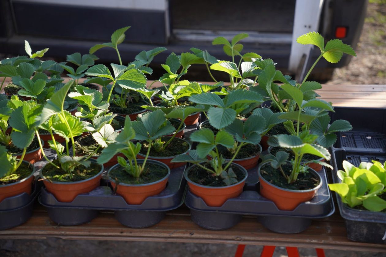 Sajam srijedom 11.3.2026 (36)