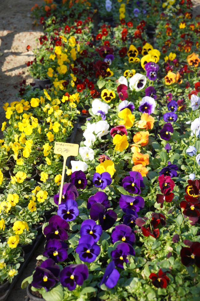 Sajam srijedom 11.3.2026 (52)