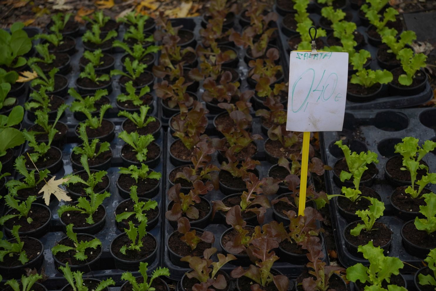 Sajam srijedom 12.11 (17)