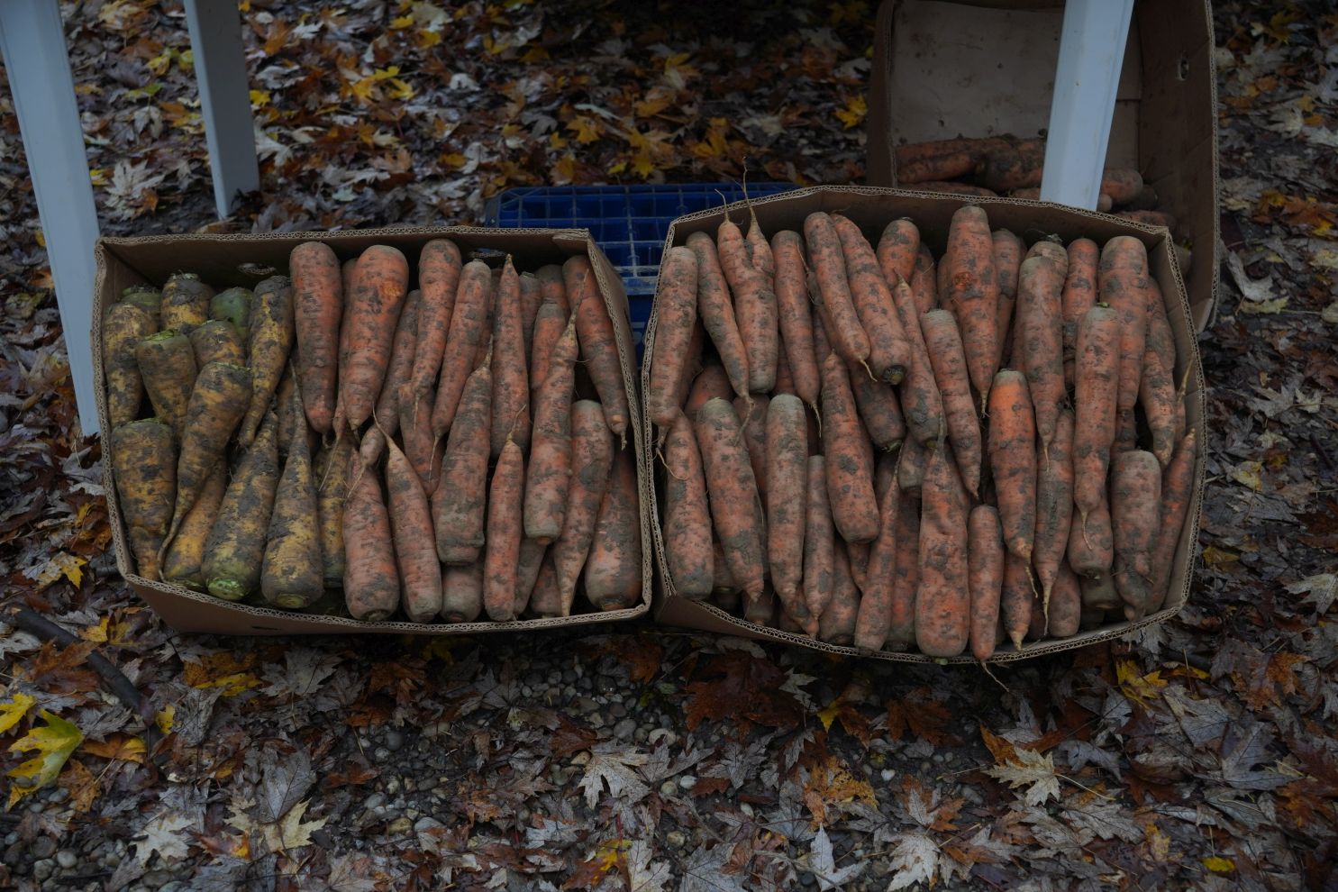 Sajam srijedom 12.11 (21)