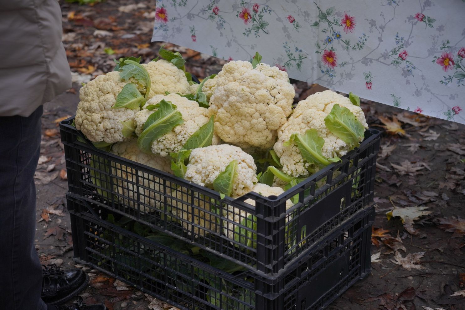 Sajam srijedom 12.11 (46)