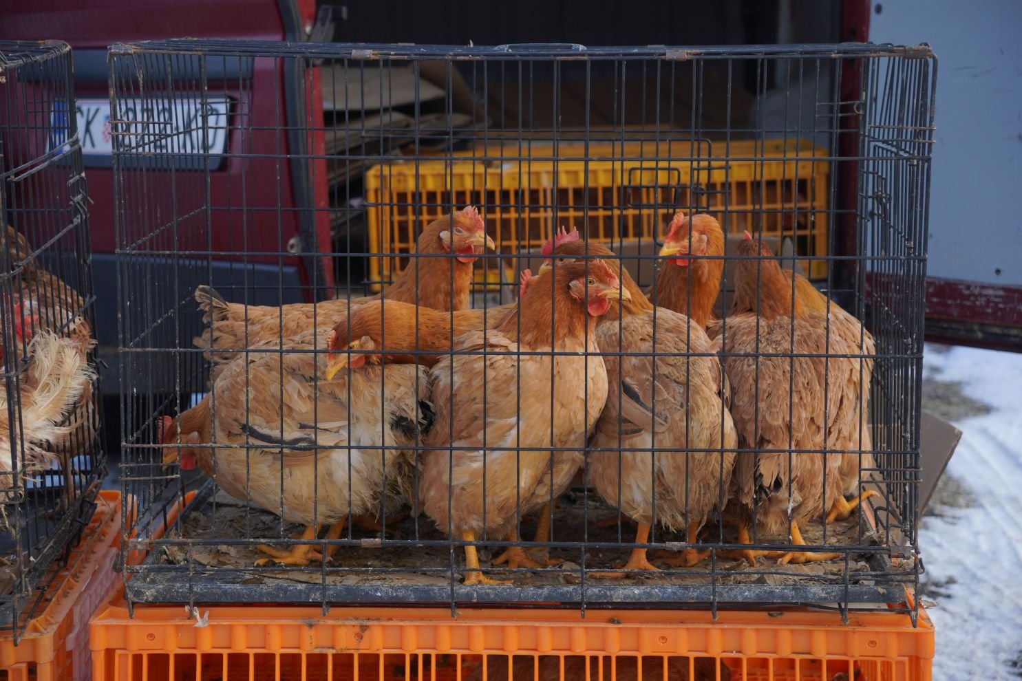 Sajam srijedom 14.1.2026 (28)