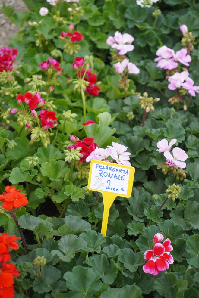 Sajam srijedom 15.4.2026 (12)