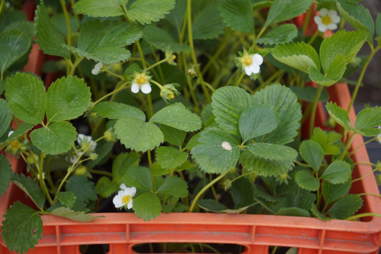 Sajam srijedom 15.4.2026 (24)