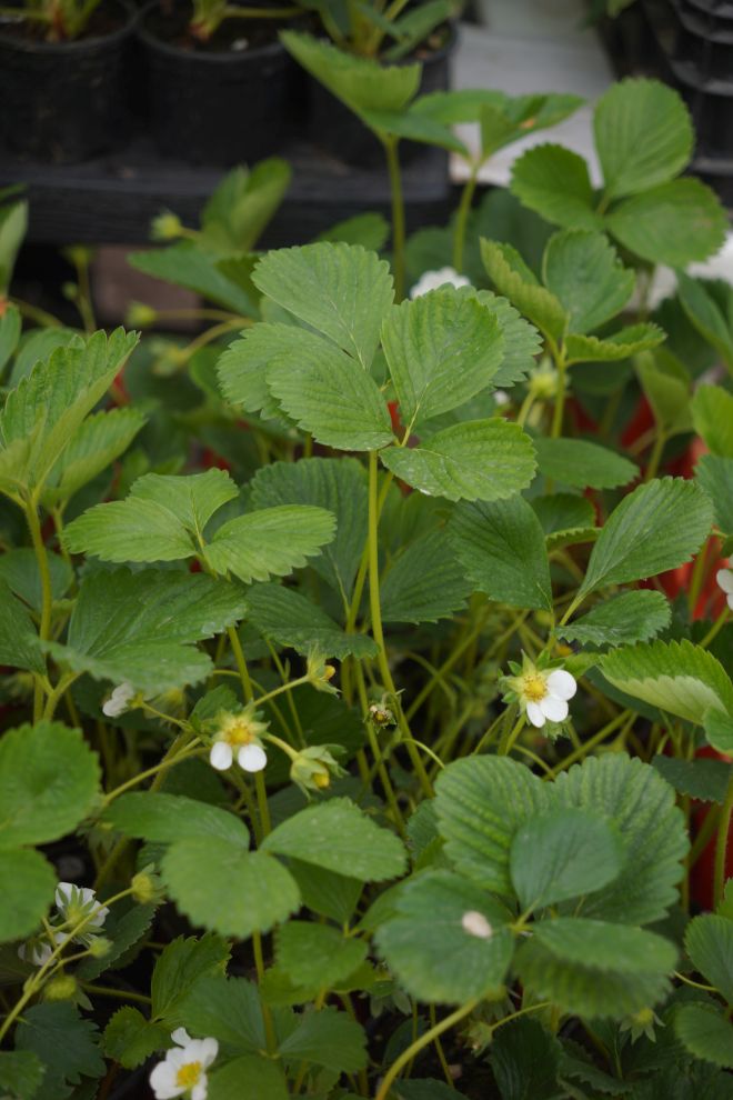 Sajam srijedom 15.4.2026 (25)