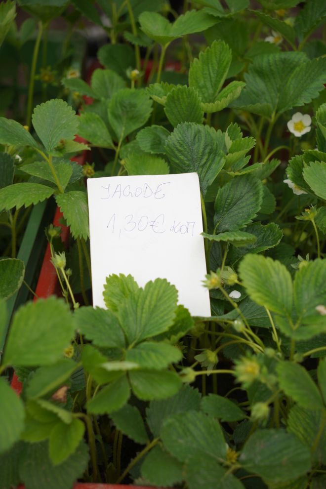 Sajam srijedom 15.4.2026 (26)