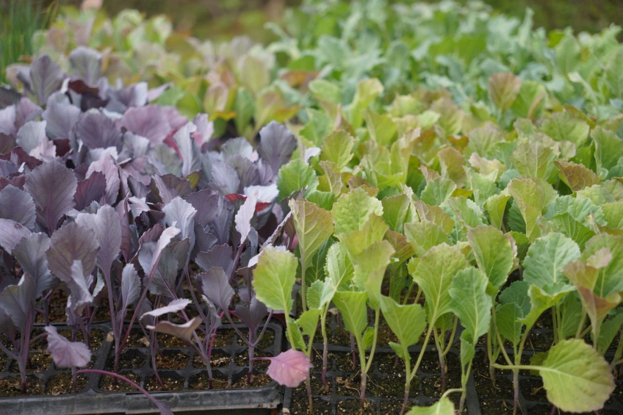 Sajam srijedom 15.4.2026 (39)