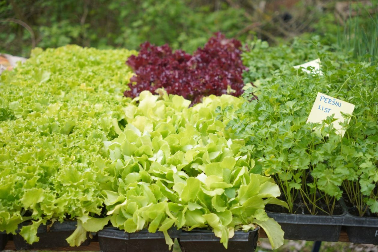 Sajam srijedom 15.4.2026 (40)